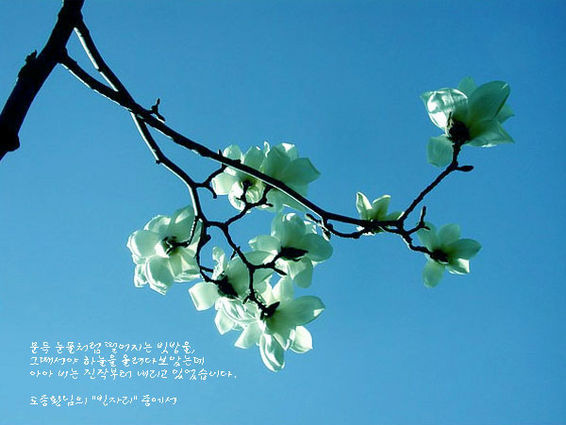 목련 이미지
